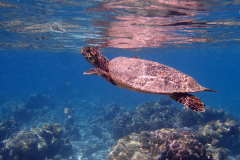 Echte Karettschildkröte nahe der Wasseroberfläche